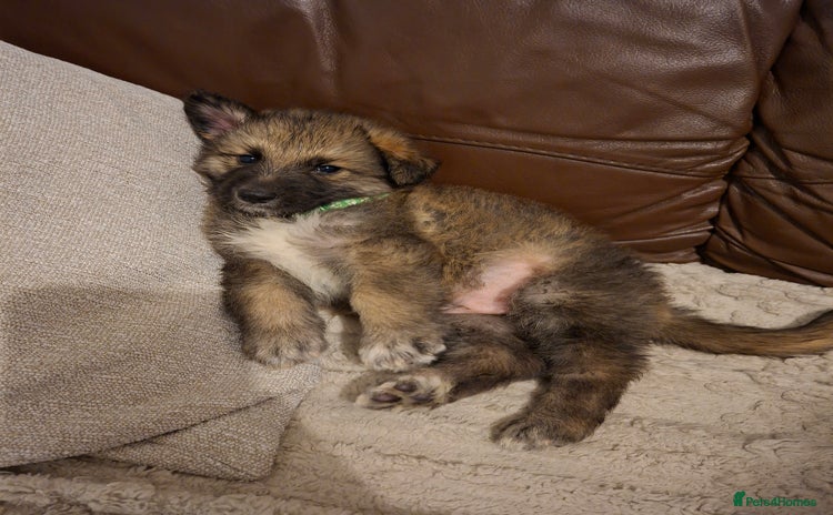 German Shepherd dogs German shepherd pups 🐶  - Advert 2