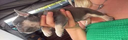 French Bulldog dogs for sale: 5 stunning French bulldogs  in Wokingham - Advert 15