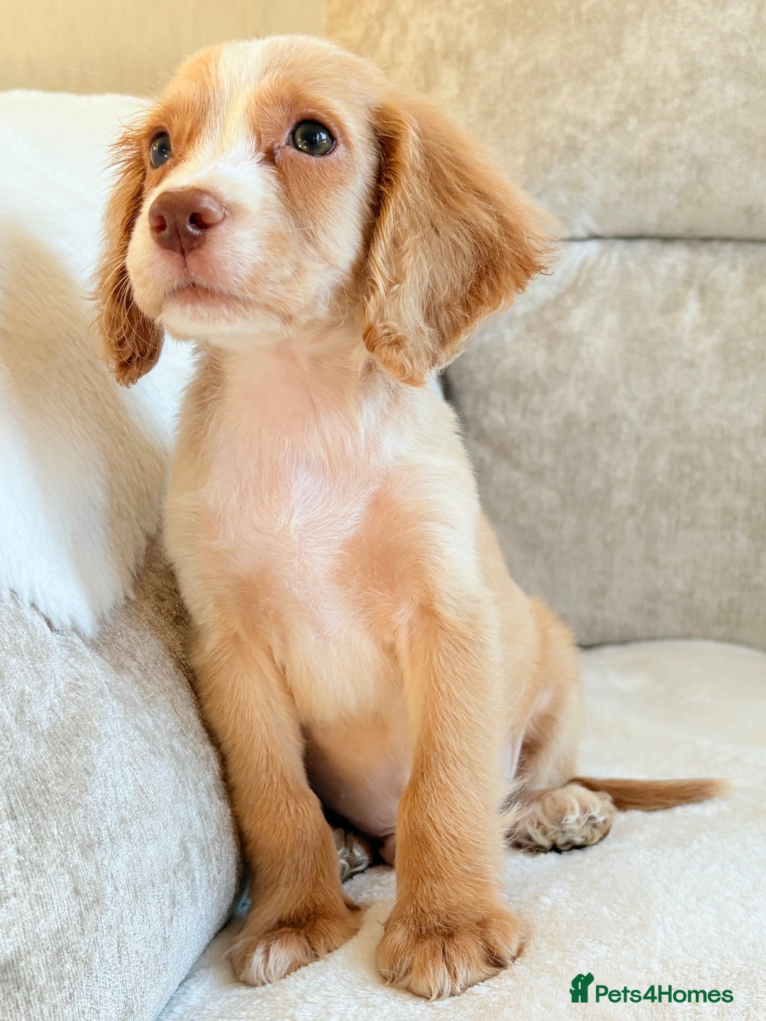 Cocker Spaniel dogs for sale: Stunning cocker spaniel puppies  - Advert 15