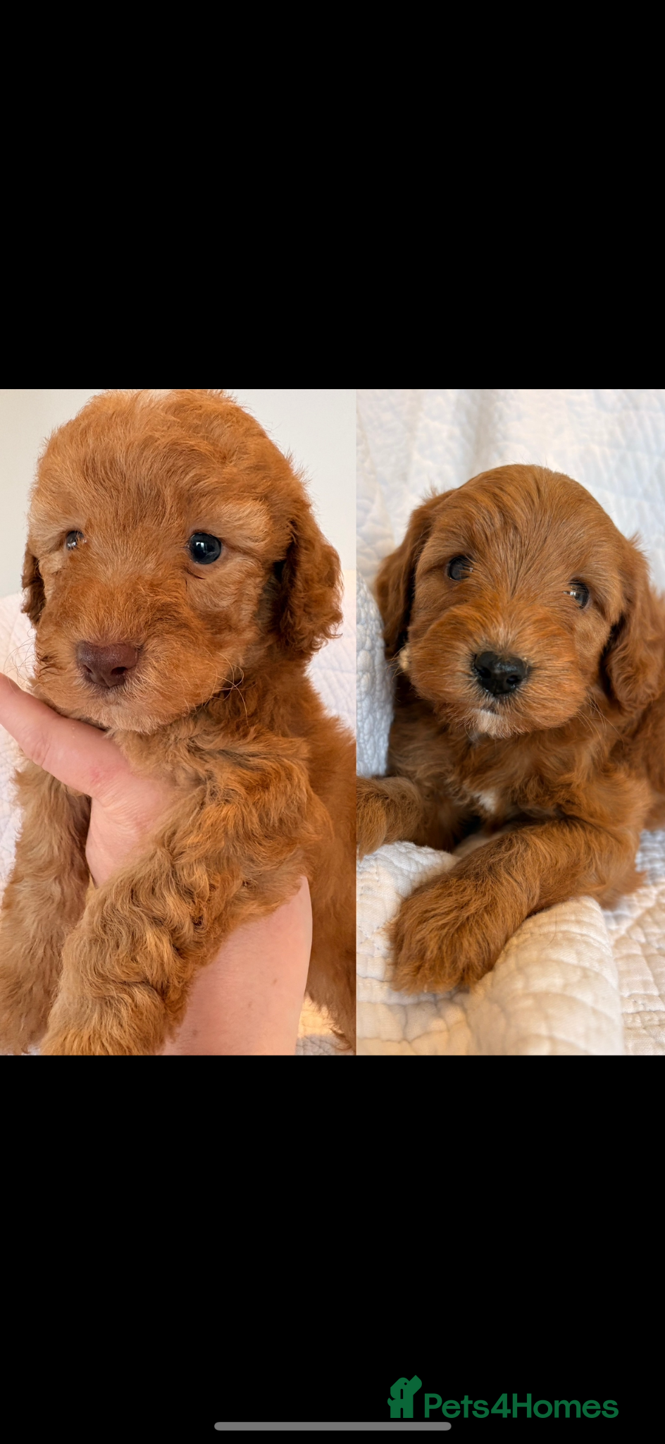 Cockapoo dogs LICENSED BREEDER HEALTH TESTED COCKAPOOS - Advert 1