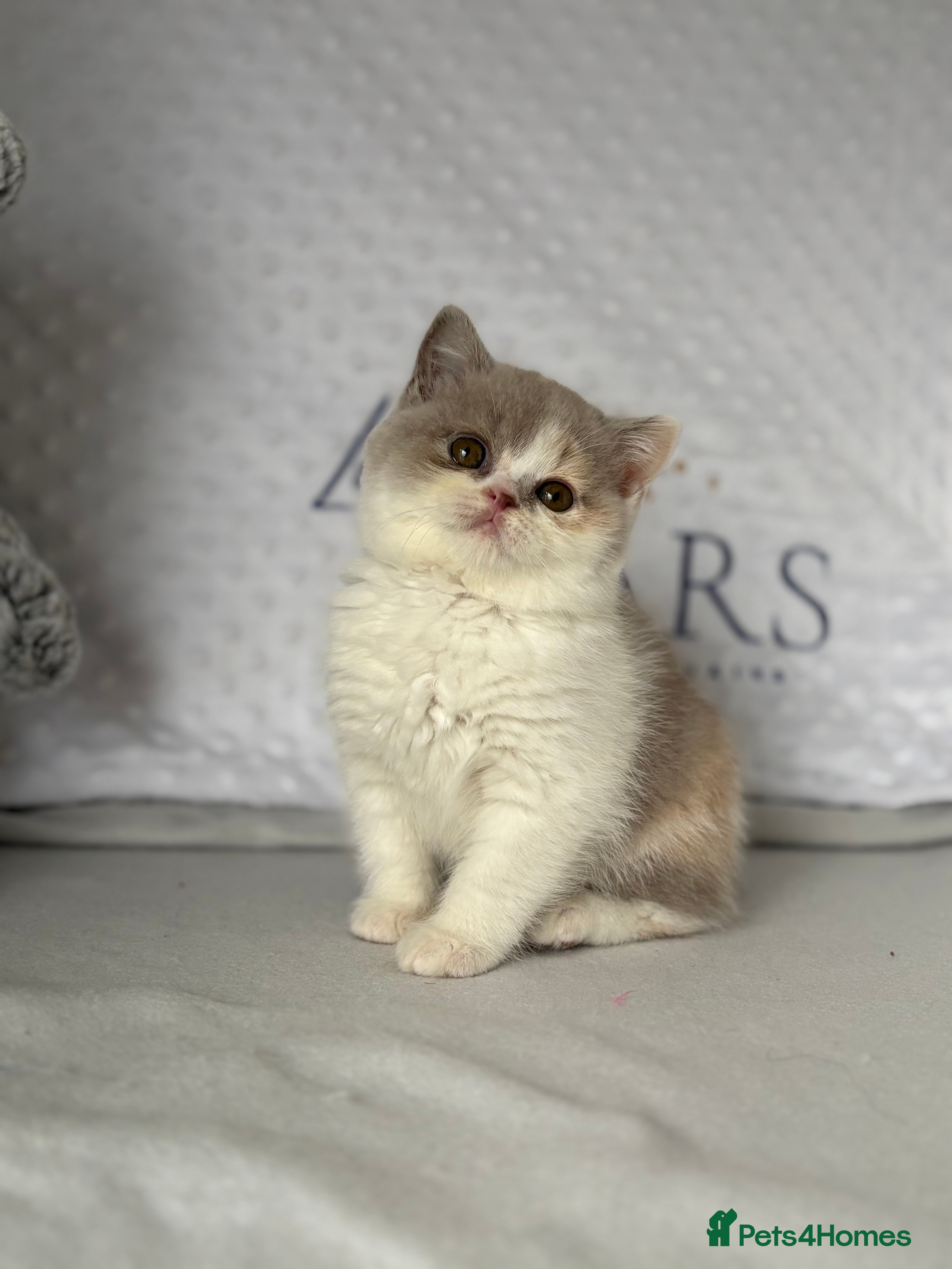 British Shorthair cats TICA reg lilac tortie and white bsh&blh kittens - Advert 7