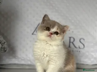 British Shorthair cats TICA reg lilac tortie and white bsh&blh kittens - Advert 7