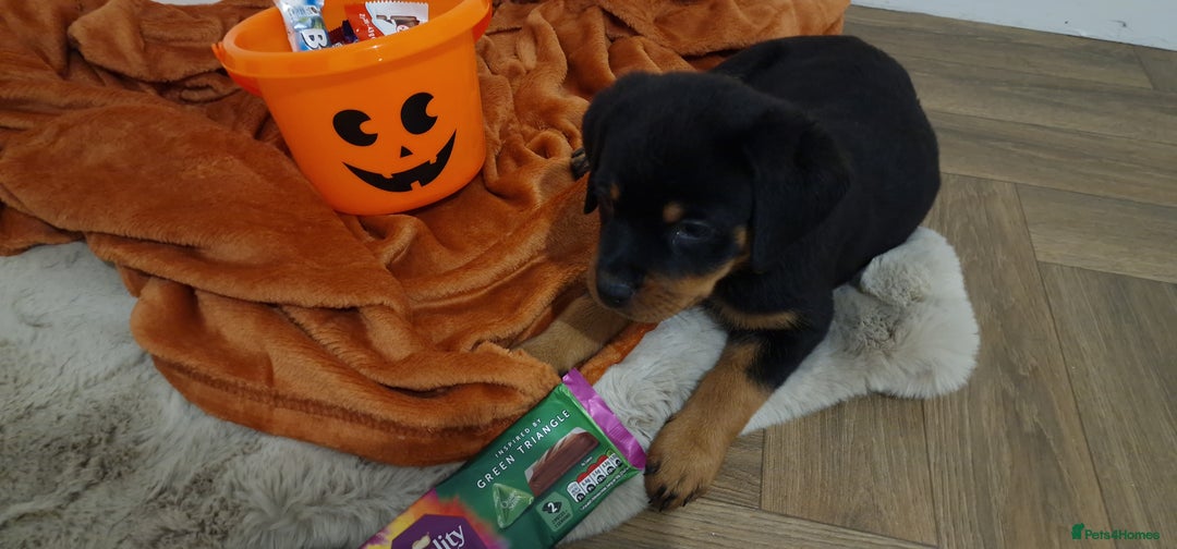 Rottweiler dogs for sale: KC Rottweiler Puppies - Image 12