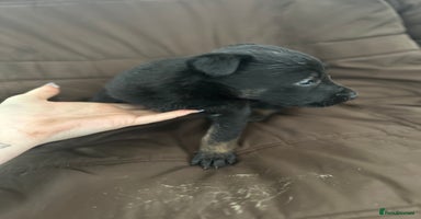 Mixed Breed dogs Dutch Herder Puppies  - Advert 6