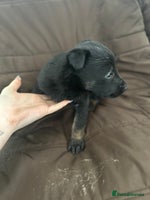 Mixed Breed dogs Dutch Herder Puppies - Advert 4