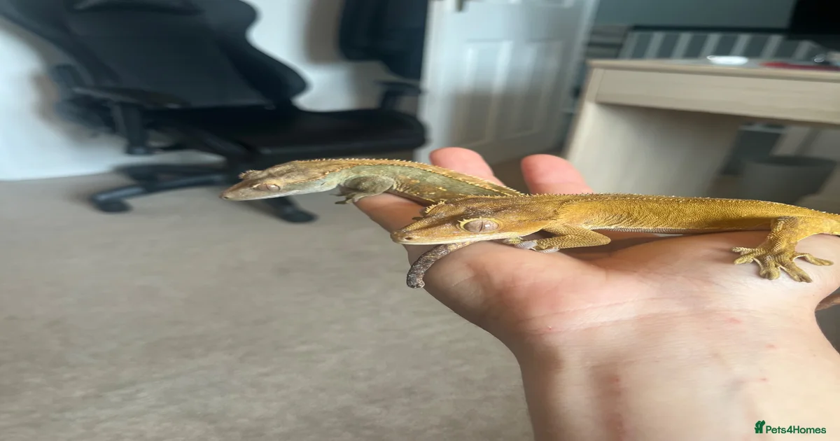 Two Male Crested Geckos For Sale In Boston Photo Inspiration