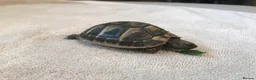 Hermann Tortoise reptiles for sale: Hermann Tortoise 2025 Hatchlings  in Rugby - Advert 2