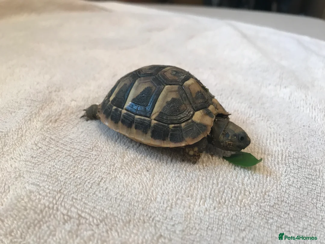 Hermann Tortoise reptiles for sale: Hermann Tortoise 2025 Hatchlings  in Rugby - Advert 2