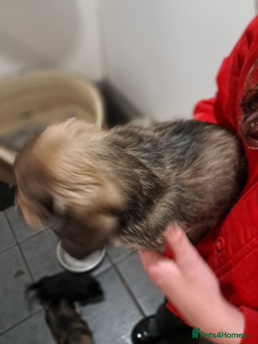 Miniature Dachshund dogs for sale: Minature long haired daschunds  - Advert 6