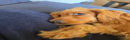 Cocker Spaniel dogs for sale: Beautiful well trained show cocker spaniel in Peacehaven - Advert 3