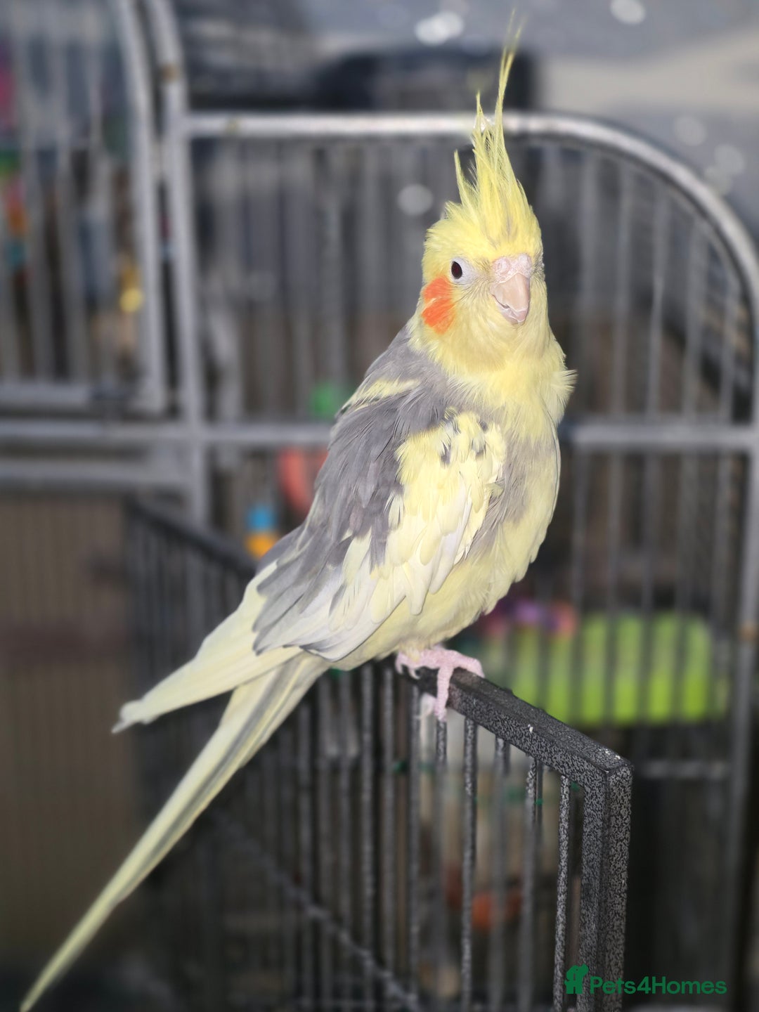 Cockatiels birds for sale: Fully tamed talking bird - Image 2
