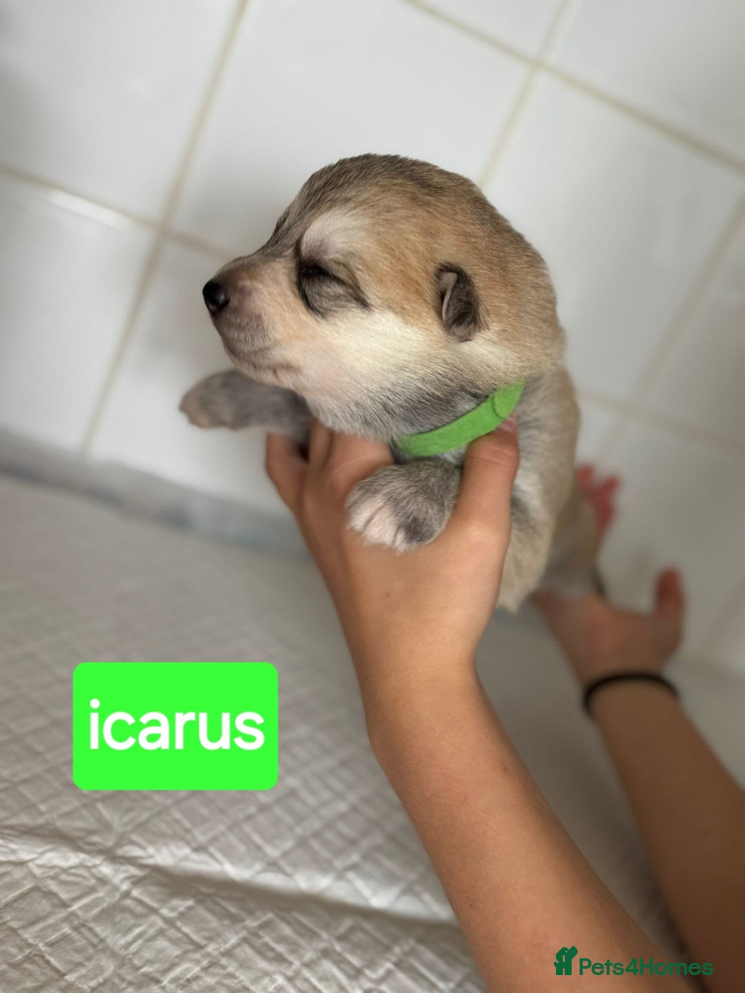 Shepsky dogs for sale: 7 beautiful Shepsky puppy’s available 🫶🏼 - Image 4