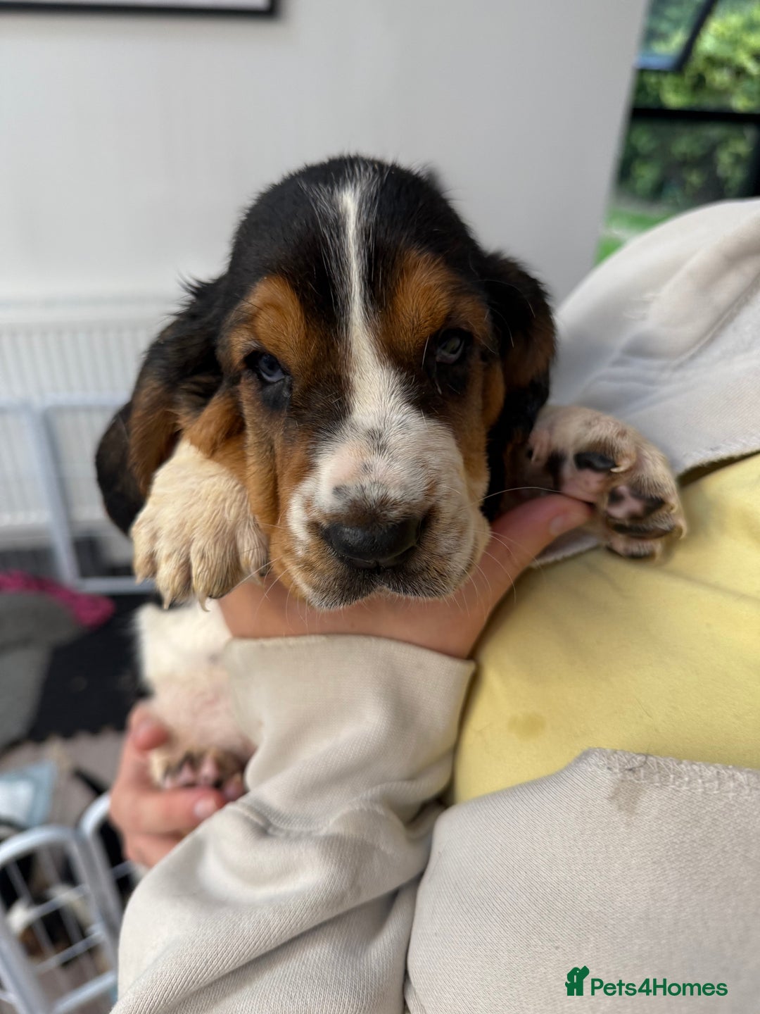 Basset Hound dogs for sale: Beautiful Basset Hound Puppies  - Image 20