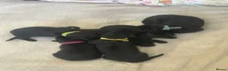 German Shepherd dogs for sale: German shepherd black - Advert 10