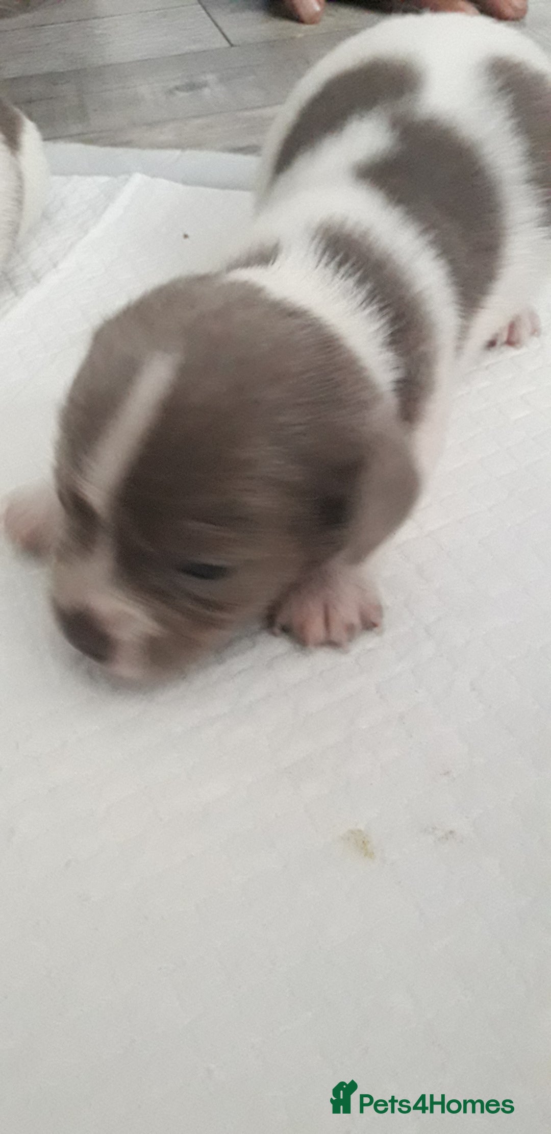 Chiweenie dogs for sale: Chiweenie puppies  - Advert 10