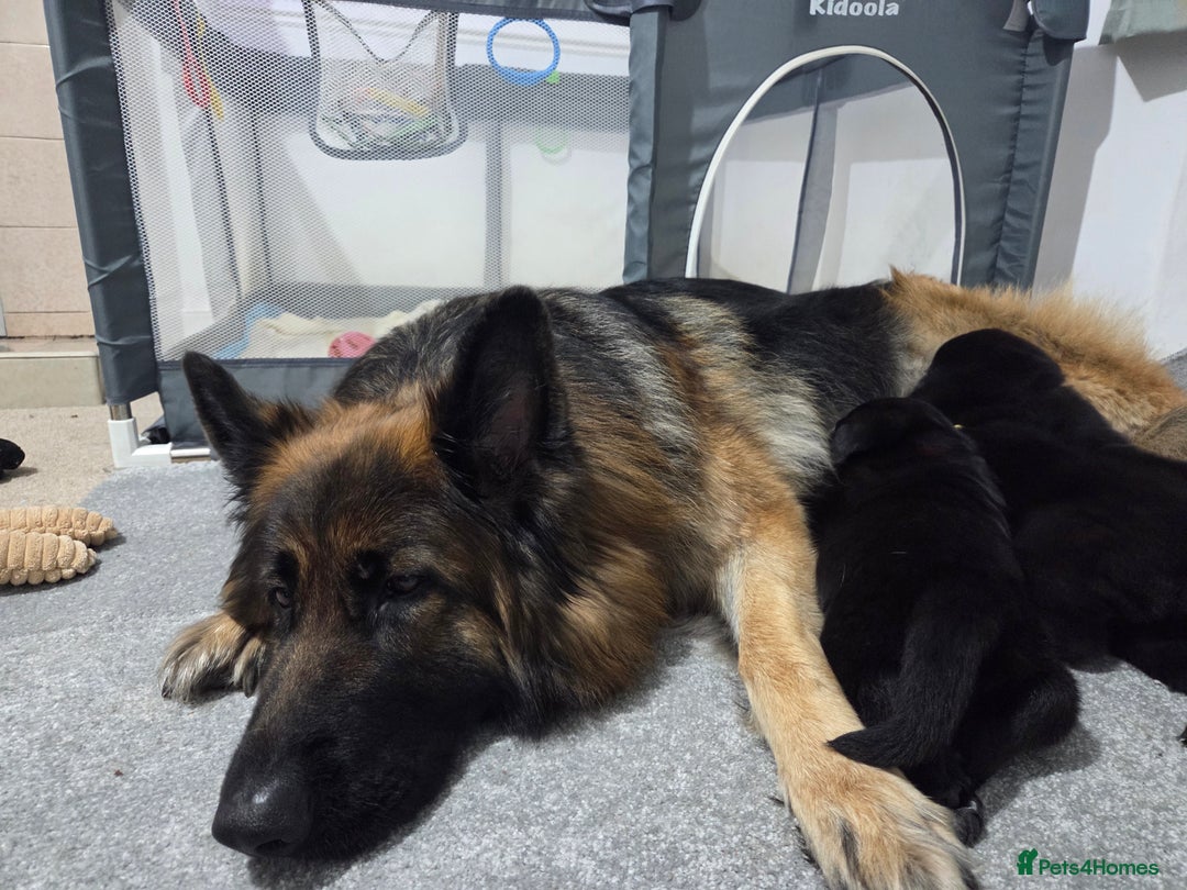 Mixed Breed dogs for sale: 🌟German Shepherd x Labrador Retriever Puppies 🌟 - Advert 15