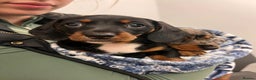 Dachshund dogs for sale: Female Merle and Female Black & Tan Dachshund  - Advert 5