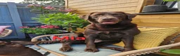 Labrador Retriever dogs for sale: Chocolate Puppies Expected  Waiting List Now Open  - Advert 1