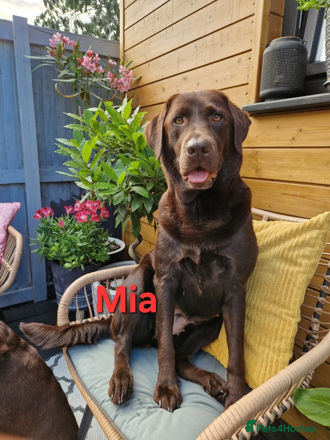 Labrador Retriever dogs for sale: Chocolate Puppies Expected  Waiting List Now Open  - Advert 1