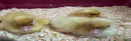 Ducks poultry for sale: Pure breed ducklings in Barnsley - Advert 1