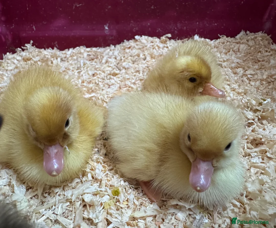 Ducks poultry for sale: Pure breed ducklings in Barnsley - Advert 1