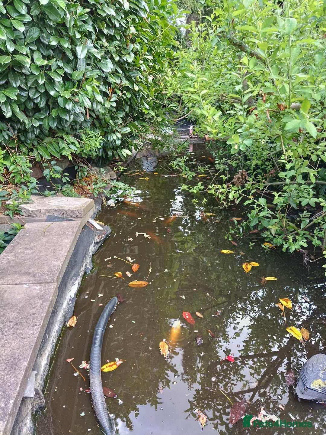 Koi Carp fish for sale: Koi Carp for sale Bedworth  - Image 9
