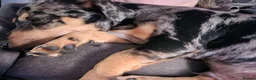 Miniature Pinscher dogs for sale: Merle Miniature harlequin pinscher in Corby - Advert 2
