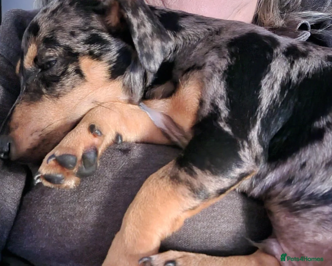 Miniature Pinscher dogs for sale: Merle Miniature harlequin pinscher in Corby - Advert 2
