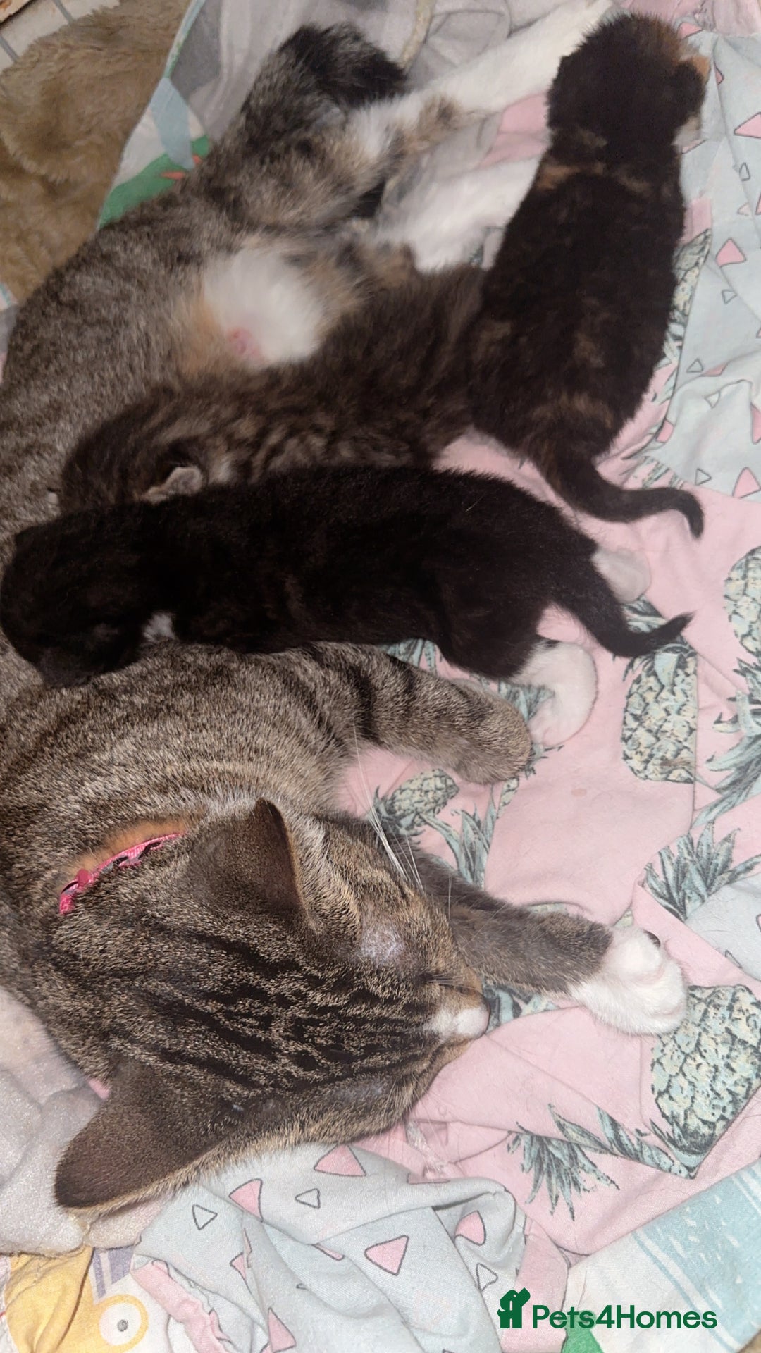 Mixed Breed cats for sale: 9 fluffy beautiful kittens 5 left!  - Image 3