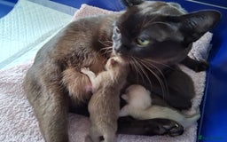 Burmese cats for sale: Stunning burmese kittens available. - Image 10