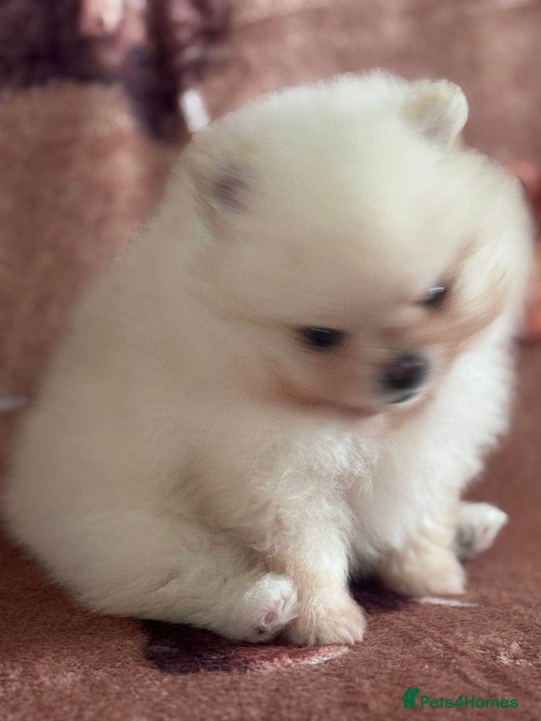 Pomeranian dogs for sale: Male Pomeranian  - Image 6