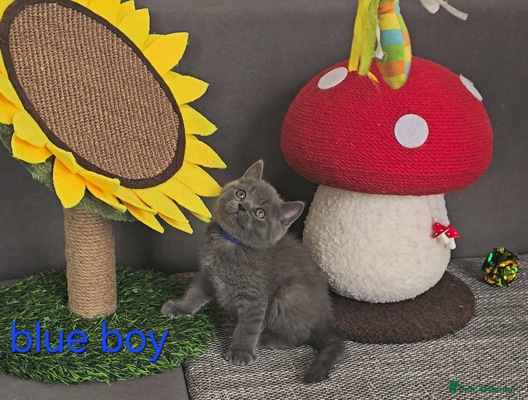 British Shorthair cats for sale: British Blue Shorthair kittens, GCCF pedigree - Image 16