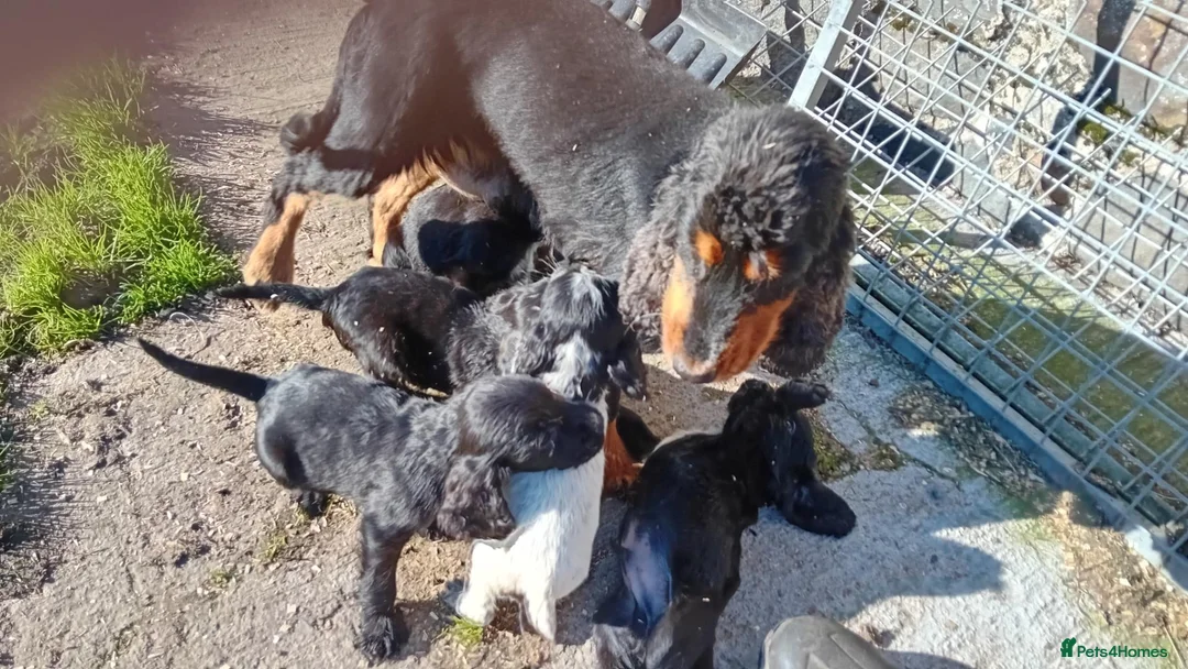 Cocker Spaniel dogs for sale: Show cocker pups in Peterhead - Advert 1