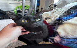 Mixed Breed cats for adoption: FREE rescue cats  looking for a new home  - Image 8