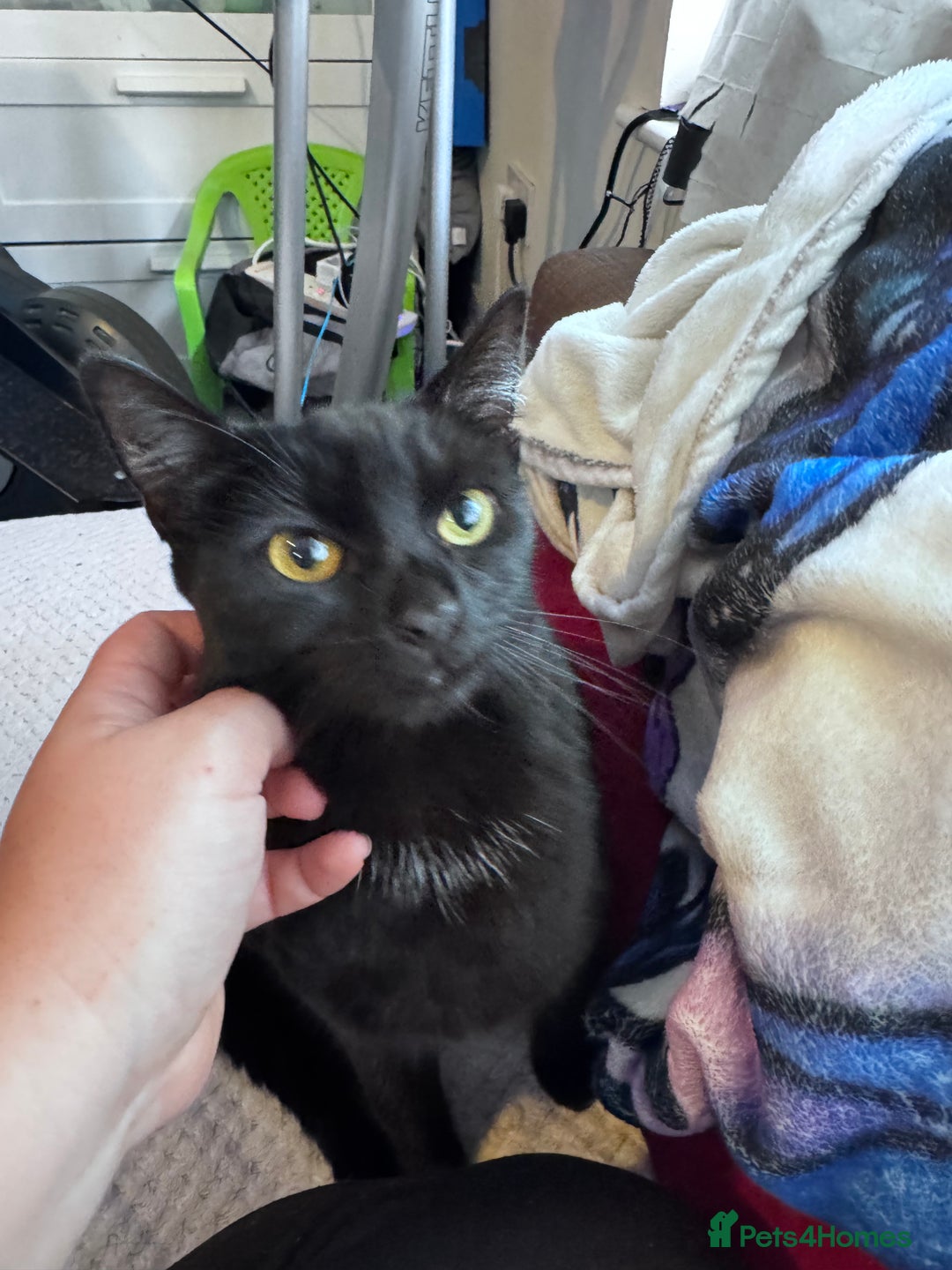 Mixed Breed cats for adoption: FREE rescue cats  looking for a new home  - Image 8
