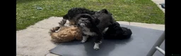 Shorkie dogs for sale: Shorkies puppies in Watford - Advert 1