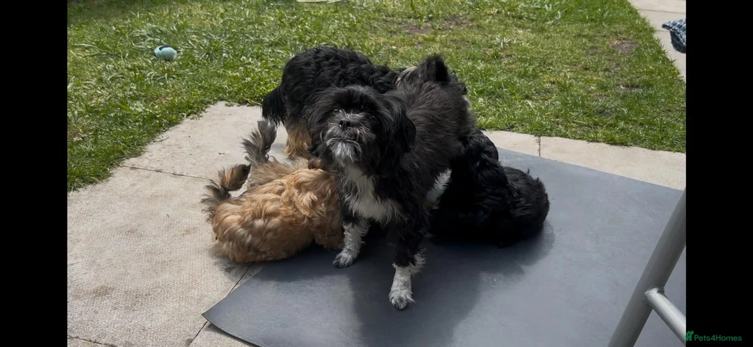 Shorkie dogs for sale: Shorkies puppies in Watford - Advert 1