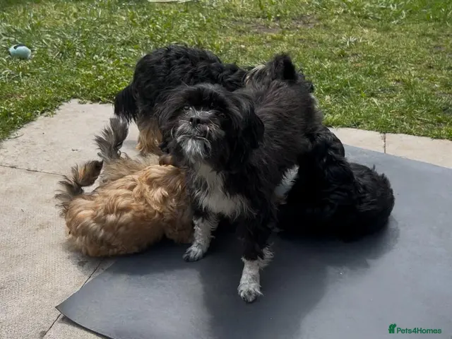 Shorkie dogs for sale: Shorkies puppies - Advert 1