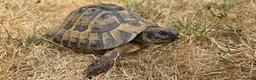 Hermann Tortoise reptiles for sale: Established Pair of Hermanns Tortoises Ruby&George in Derby - Advert 5