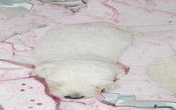 Miniature Poodle dogs for sale: Miniature poodle  - Image 6