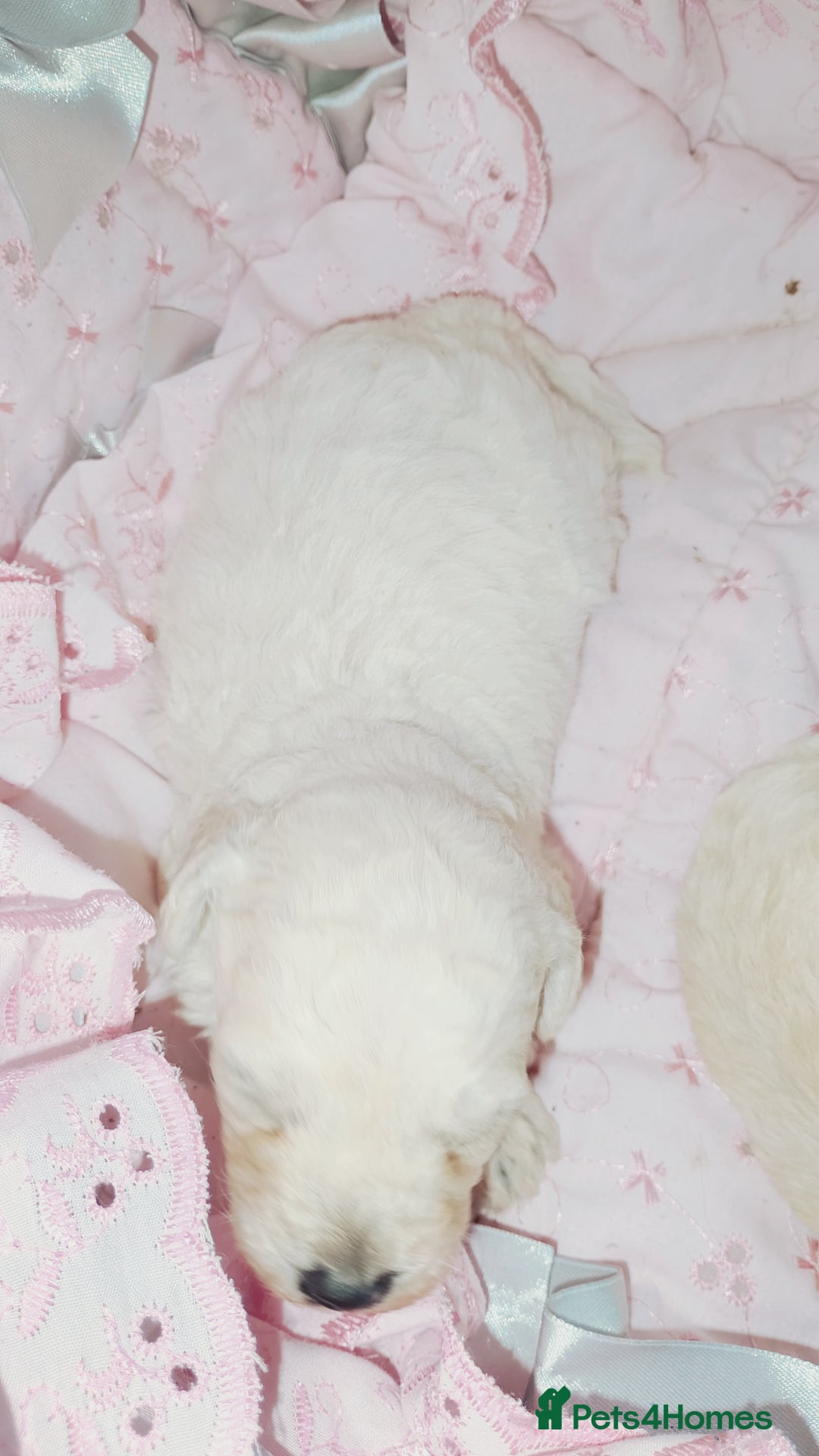 Miniature Poodle dogs for sale: Miniature poodle  - Image 6