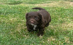 Cockapoo dogs for sale: Stunning F1b petite Cockerpoos.  - Image 7