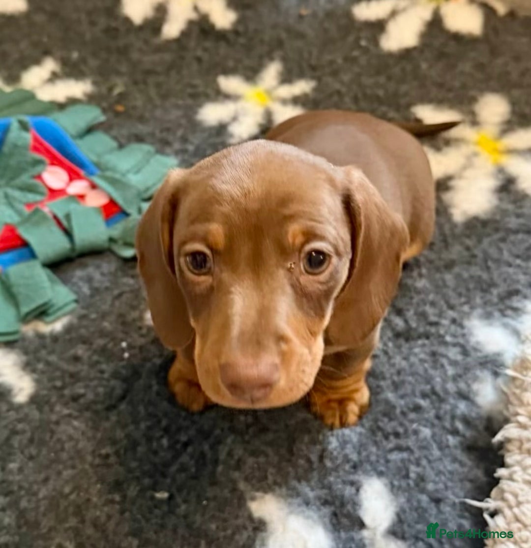 Miniature Dachshund dogs for sale: PRA Clear, KC Reg Miniature Dachshund  - Image 7