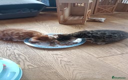 Bengal cats for sale: Bengal girl kitten  - Image 2