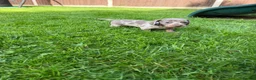 Miniature Dachshund dogs for sale: Miniature dachshund puppies! in Cranleigh - Advert 14