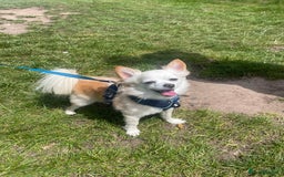 Chihuahua dogs for stud: Luke  - Image 3