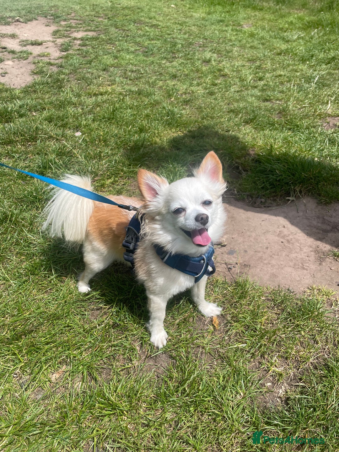 Chihuahua dogs for stud: Luke  - Image 3