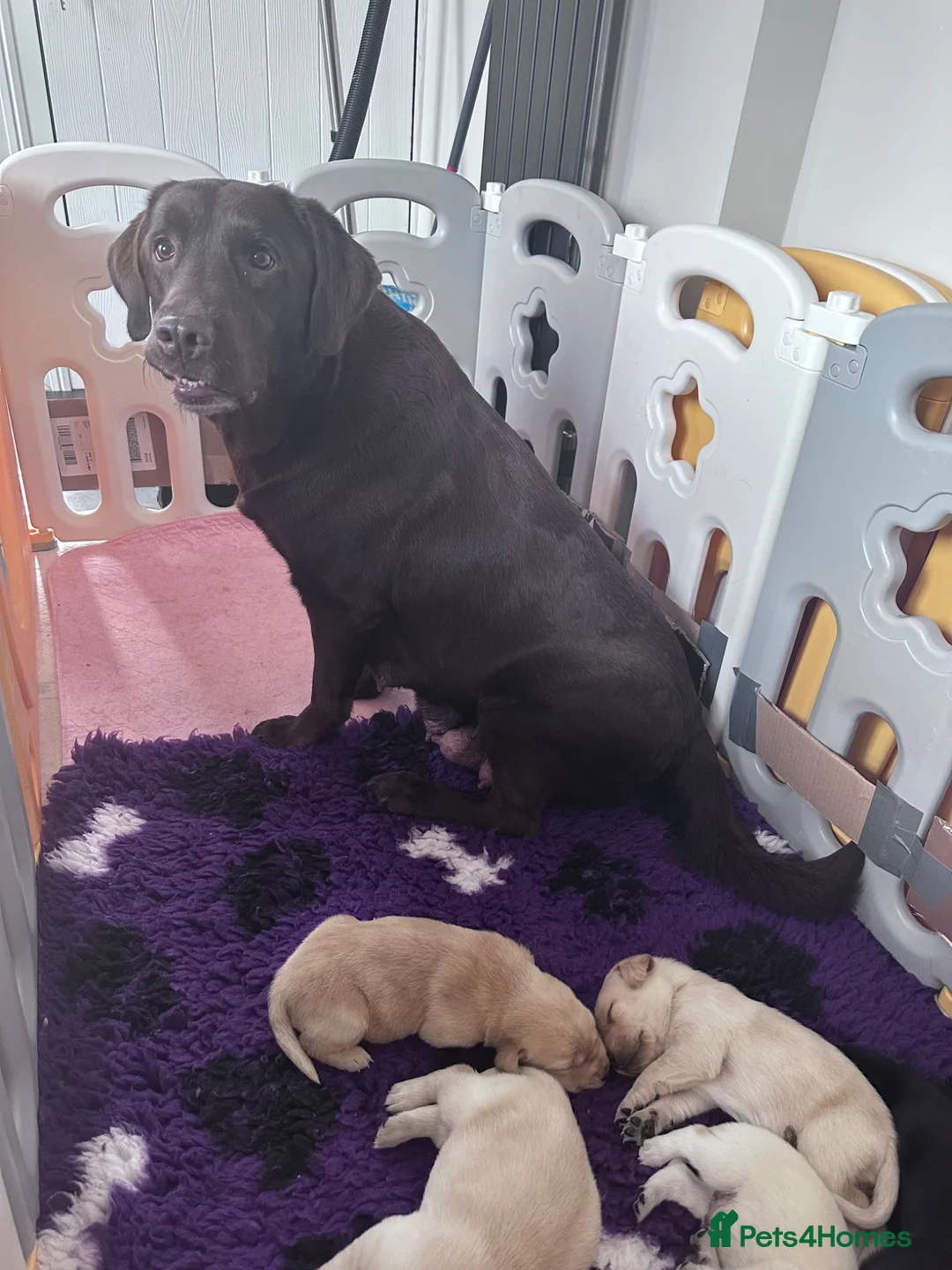 Labrador Retriever dogs for sale: Labrador puppies - Advert 1