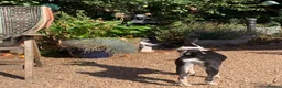 Basenji dogs for sale: Top quality Basenji Girl - Advert 2