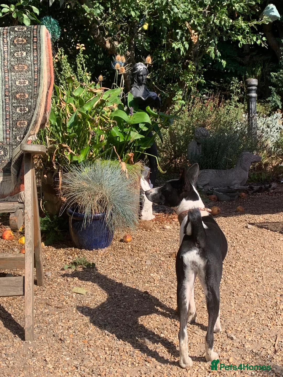 Basenji dogs for sale: Top quality Basenji Girl - Advert 2